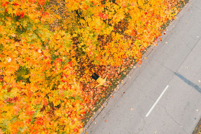 High angle view of orange maple leaf on footpath