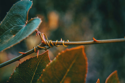 Close-up of leaves on plant during autumn