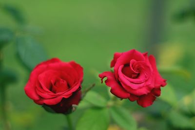 Close-up of pink rose