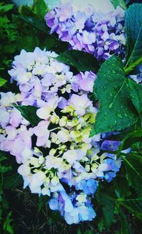 Close-up of purple flowers