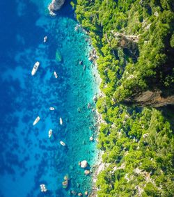 High angle view of fishes swimming in sea