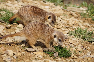 Meerkats walking on field