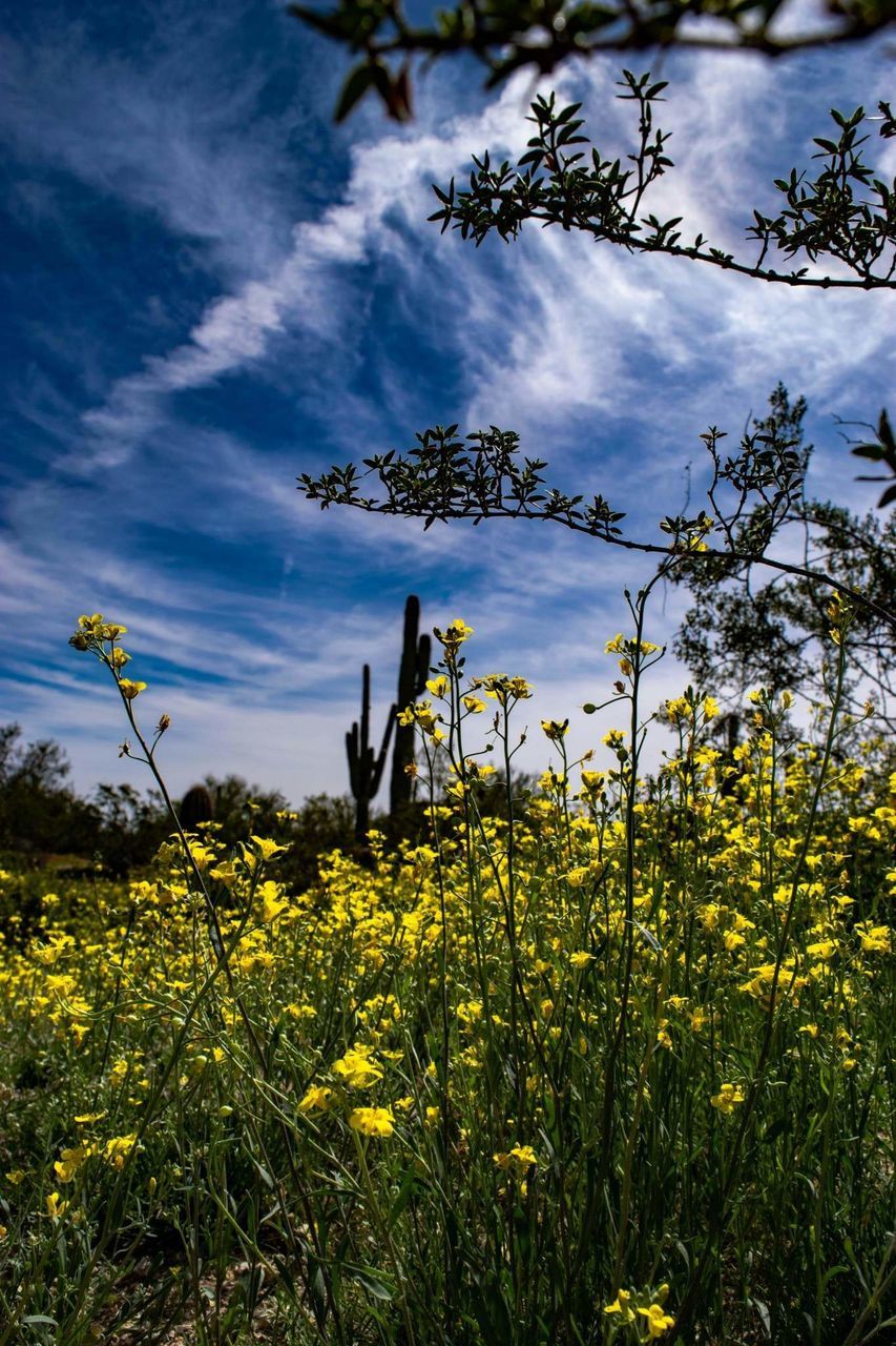 plant, yellow, flower, flowering plant, growth, beauty in nature, land, sky, field, cloud - sky, nature, agriculture, freshness, oilseed rape, day, landscape, tranquility, outdoors, scenics - nature, tranquil scene, springtime