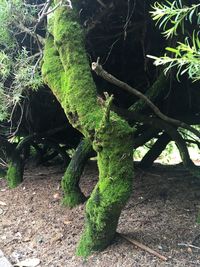 Close-up of lizard on tree trunk