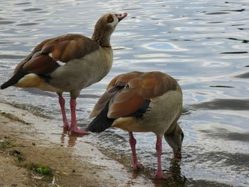 Birds in water