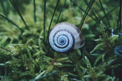 Snail in the nature