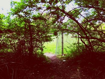 Trees growing in park