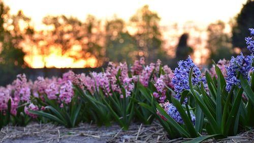 Hyacinths fields in lisse holland