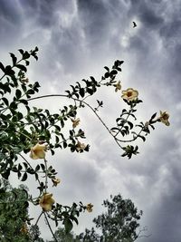 Low angle view of birds on tree against sky