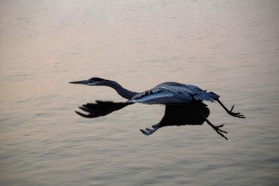 Bird flying over lake