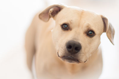 Close-up portrait of dog