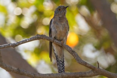 Close-up of bird perching on tree