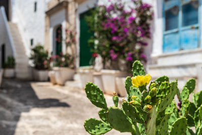 Potted plant against building