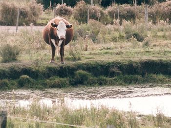 Horse standing on field by trees