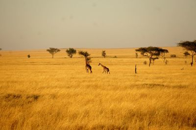 View of sheep on field against sky