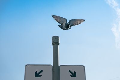 Low angle view of seagull flying