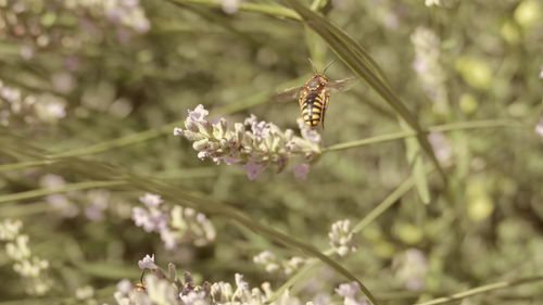 Close-up of bee on flower