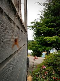 Close-up of flowering plant against wall