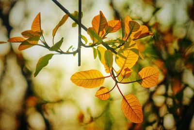 Close-up of autumnal leaves against blurred background