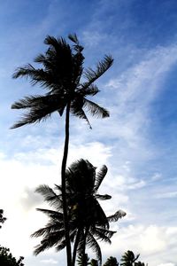 Low angle view of coconut palm tree against sky