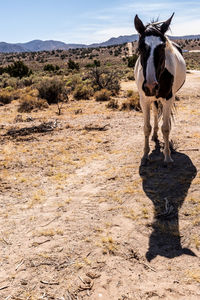 Full length of a wild horse in desert landscape in nevada