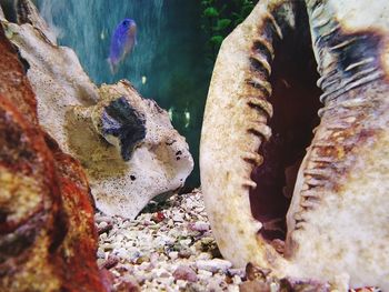 High angle view of starfish on rock