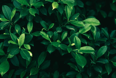 Full frame shot of green leaves