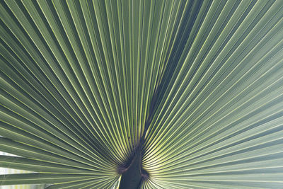 Close-up of palm leaf