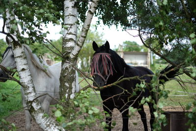 Horses on field