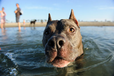 Close-up of dog in sea against sky