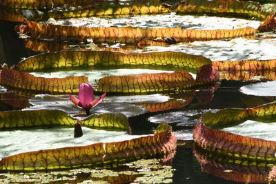 Close-up of fish in lake