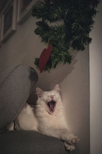 Cat yawning at home