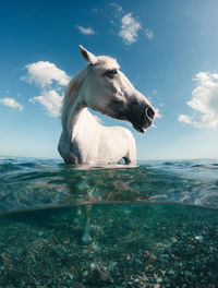 Happy horse in the water