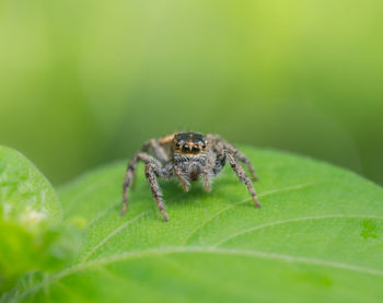 Close-up of spider on leaf