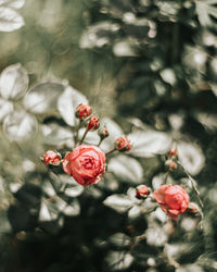 Close-up of red rose on plant