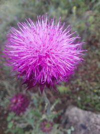 Close-up of pink flower