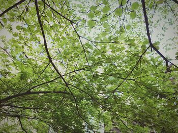 Low angle view of tree against sky