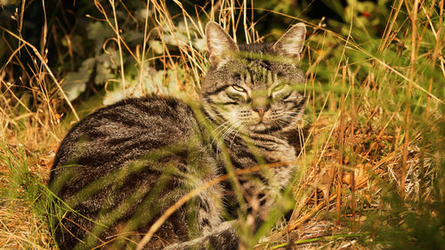 Outdoor cat enjoying the sun