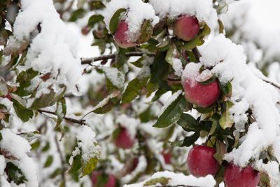 Close-up of snow on tree