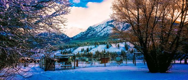 Trees on snowcapped mountains against sky