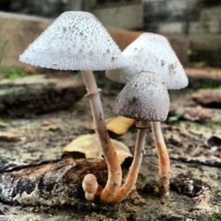 Close-up of mushroom growing outdoors