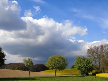 Trees against sky