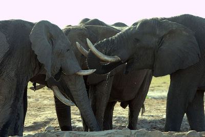 African elephants drinking water on field