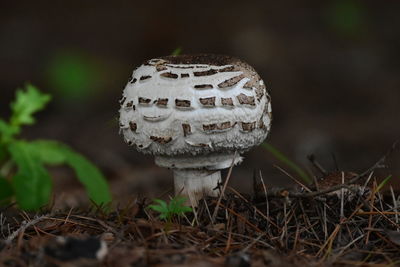 fungus