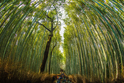 Crowd of people walking through bamboo forest