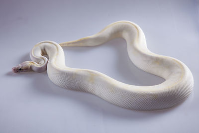 Close-up of a white ivory ballpython on white background