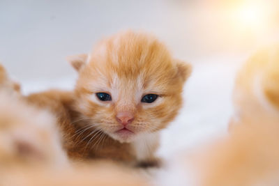 Close-up portrait of a cat