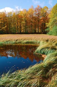 Scenic view of lake in forest during autumn