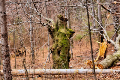 Bare trees in forest