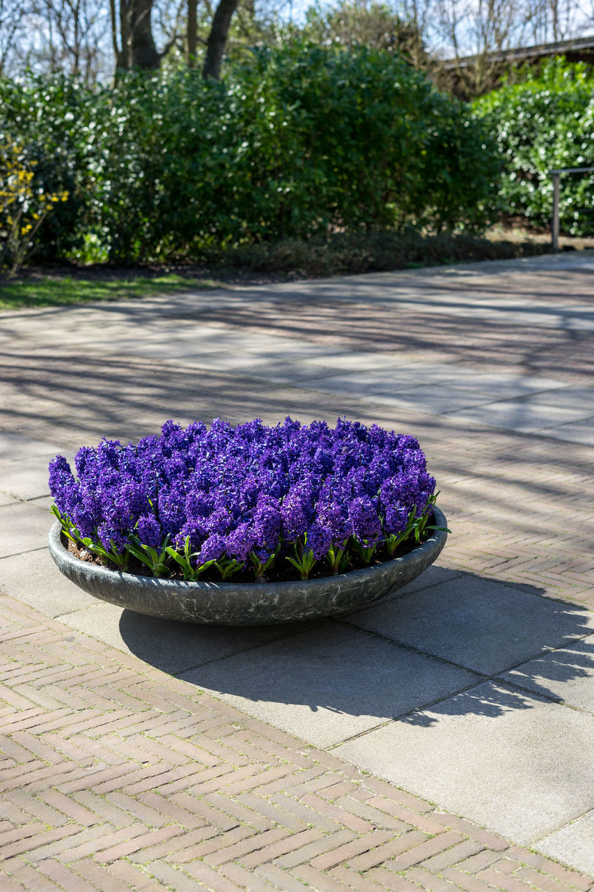 CLOSE-UP OF POTTED PLANT ON FOOTPATH AT PARK